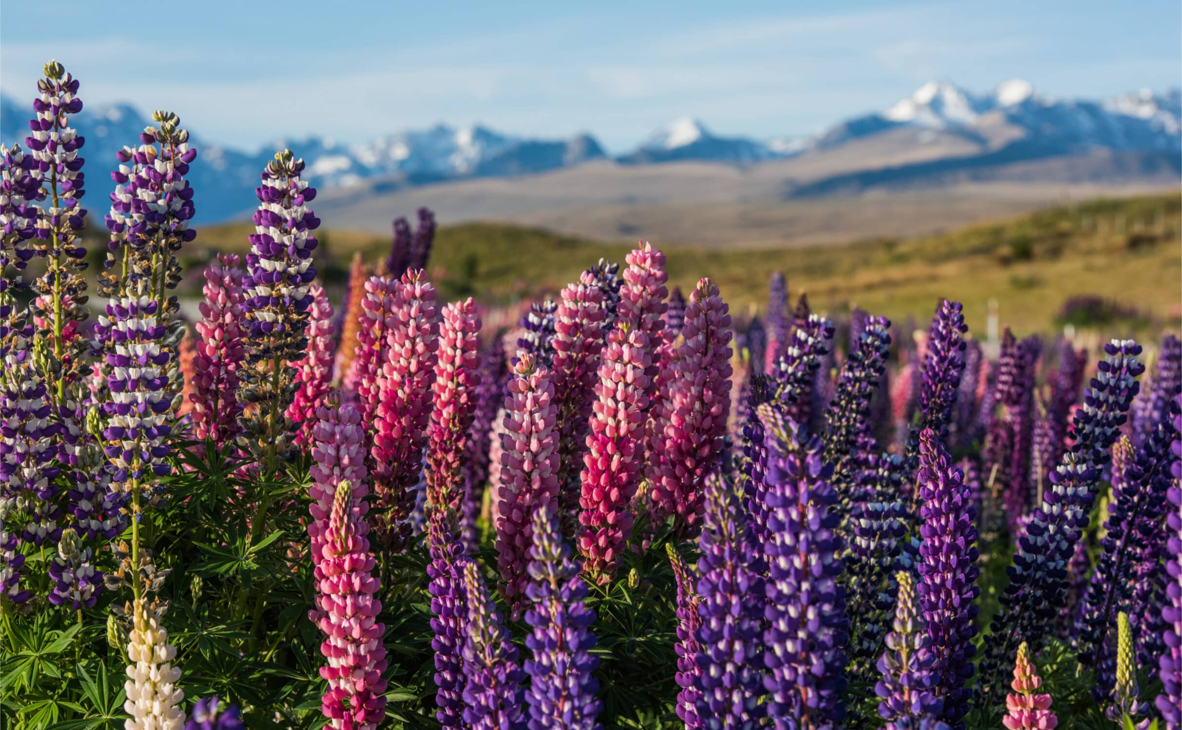 Blühende Lupinen am Lake Tekapo