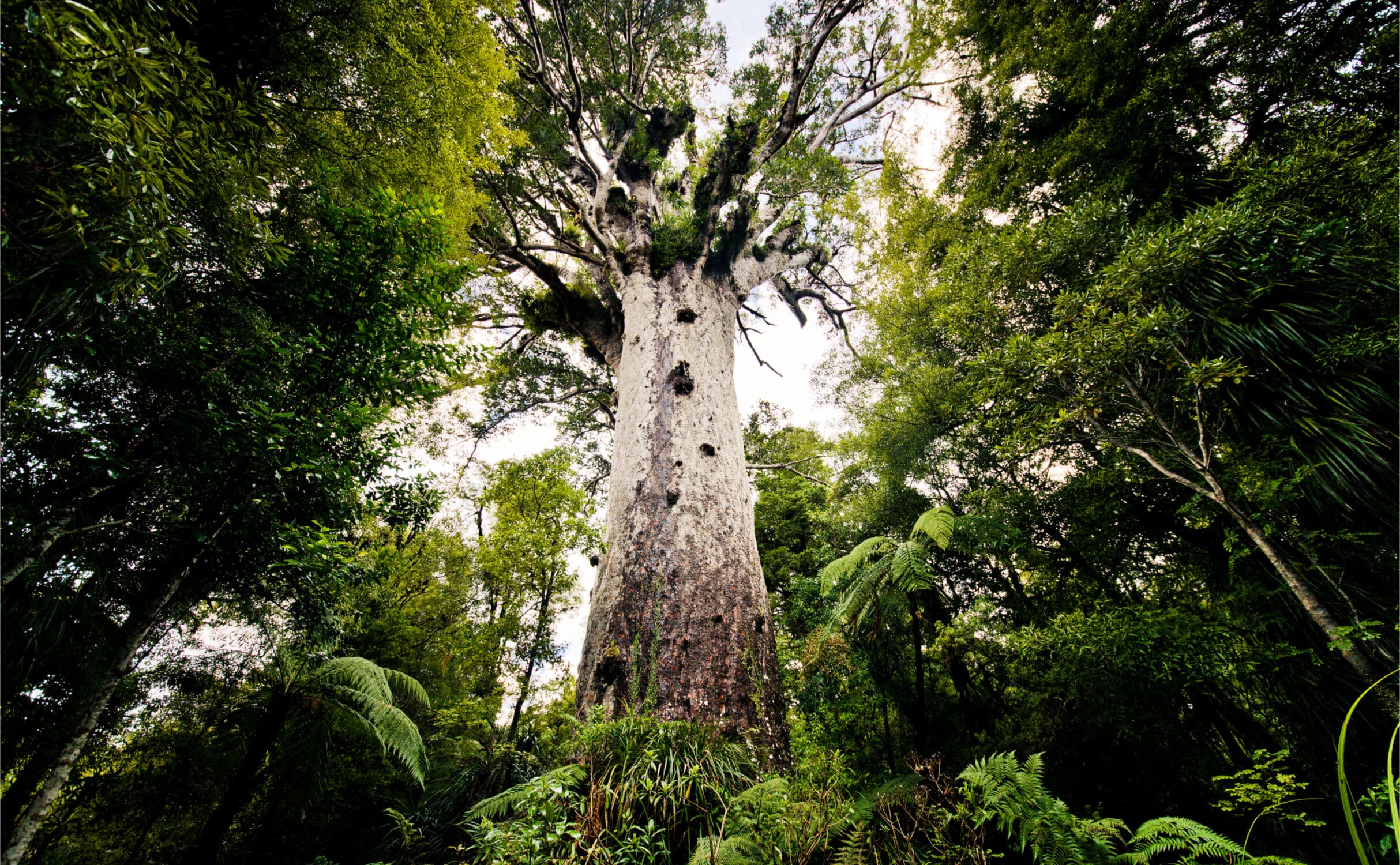 Der Kauri Baum Tāne Mahuta 