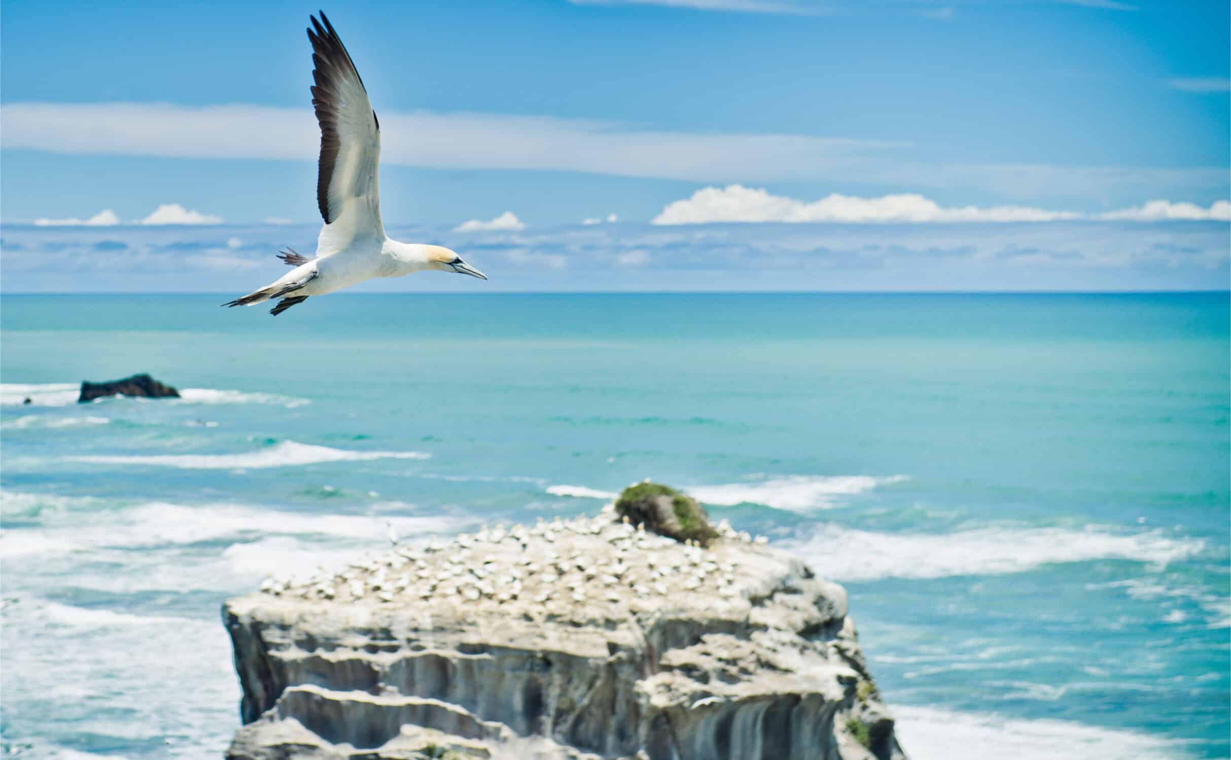 Australischer Tölpel am Muriwai Beach 