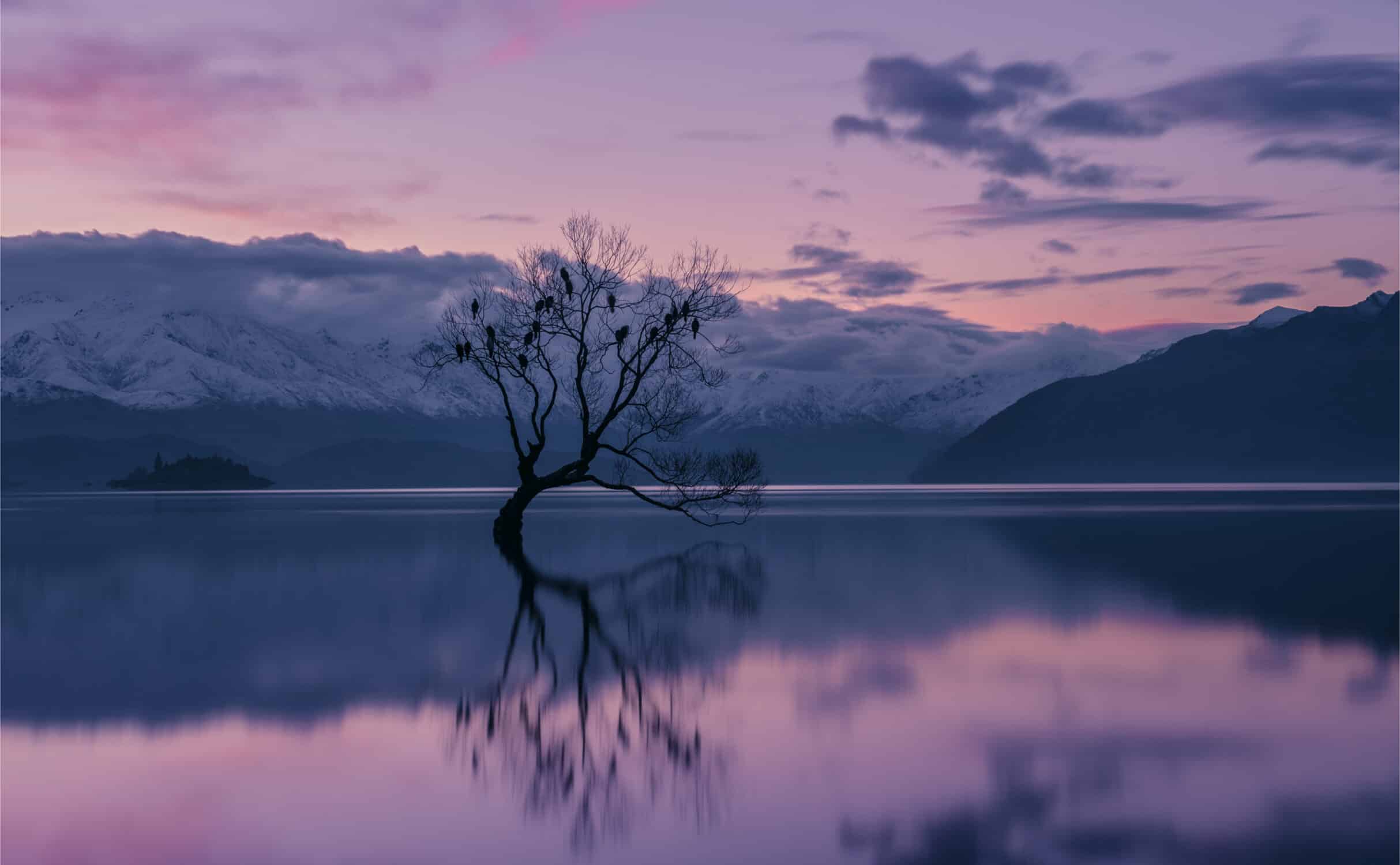 Wanaka Tree im Lake Wanaka