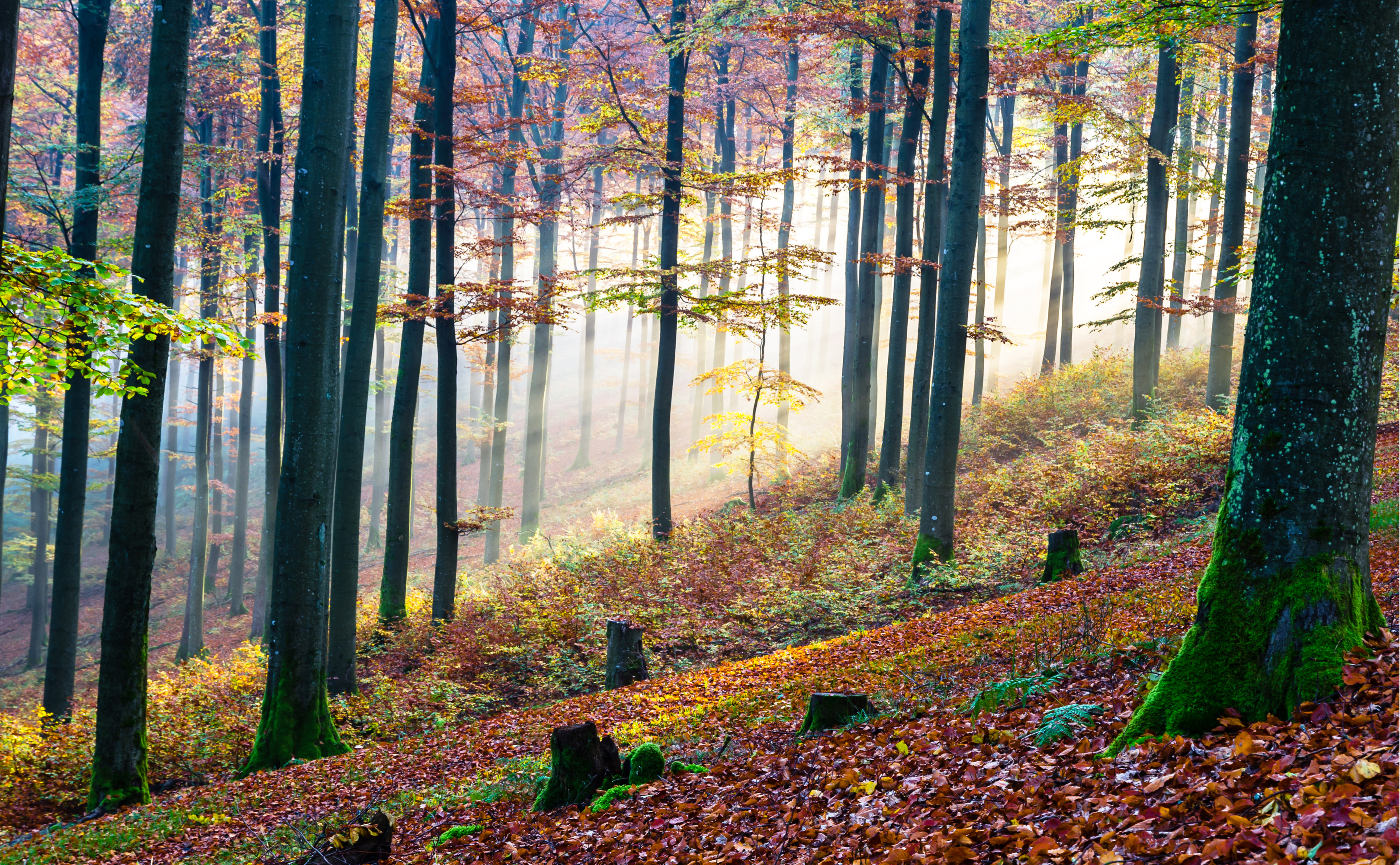 Buchenwälder am Rothaarsteig im Herbst 