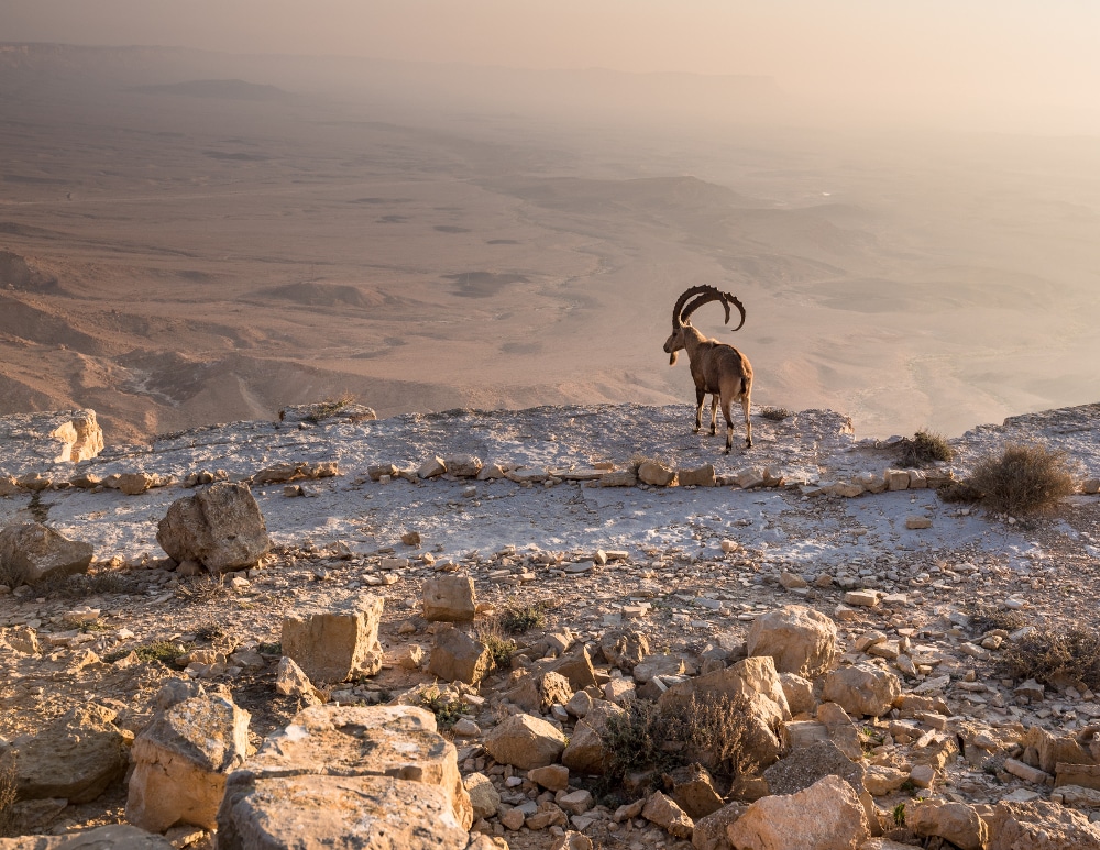 ramon krater negev wüste israel