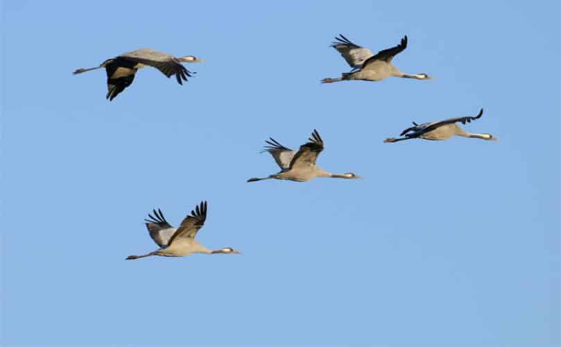 Auf der Vogelfluglinie von Hamburg nach Kopenhagen