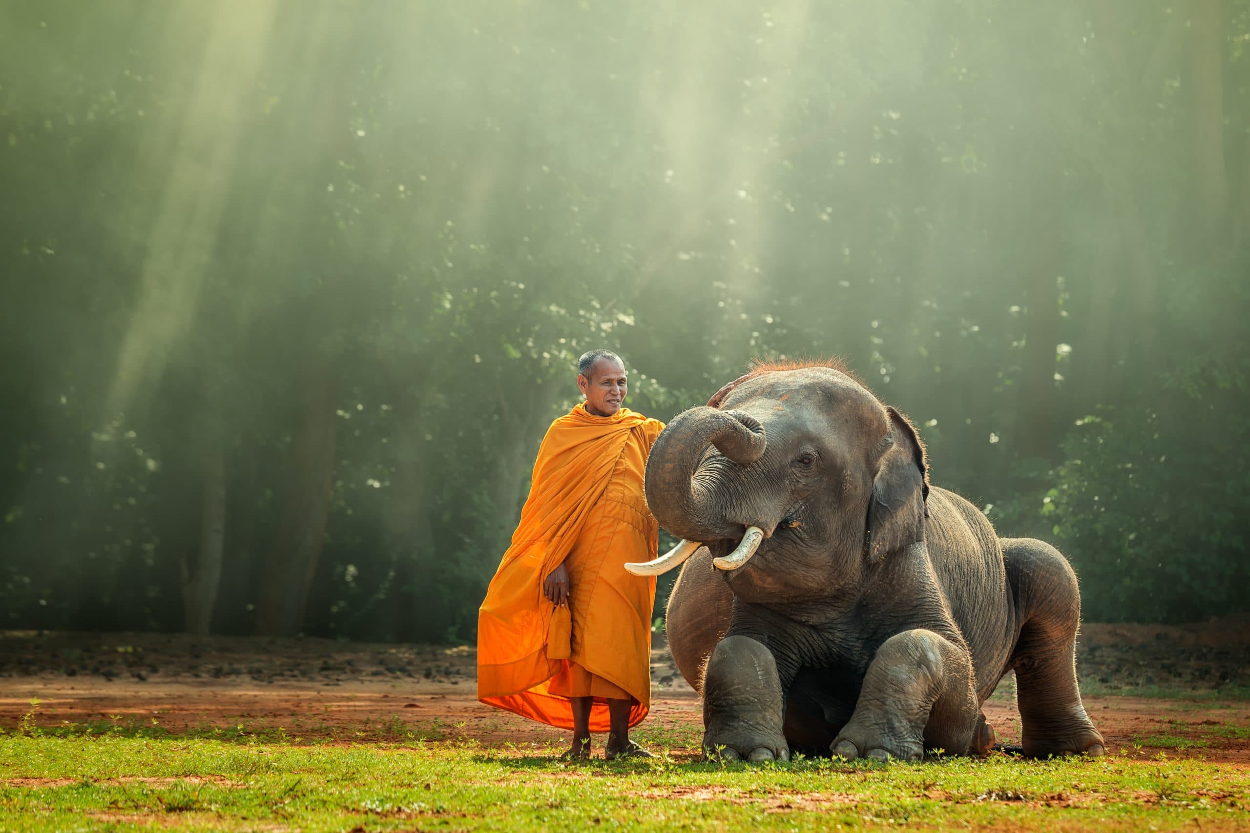 mönche myanmar elefant