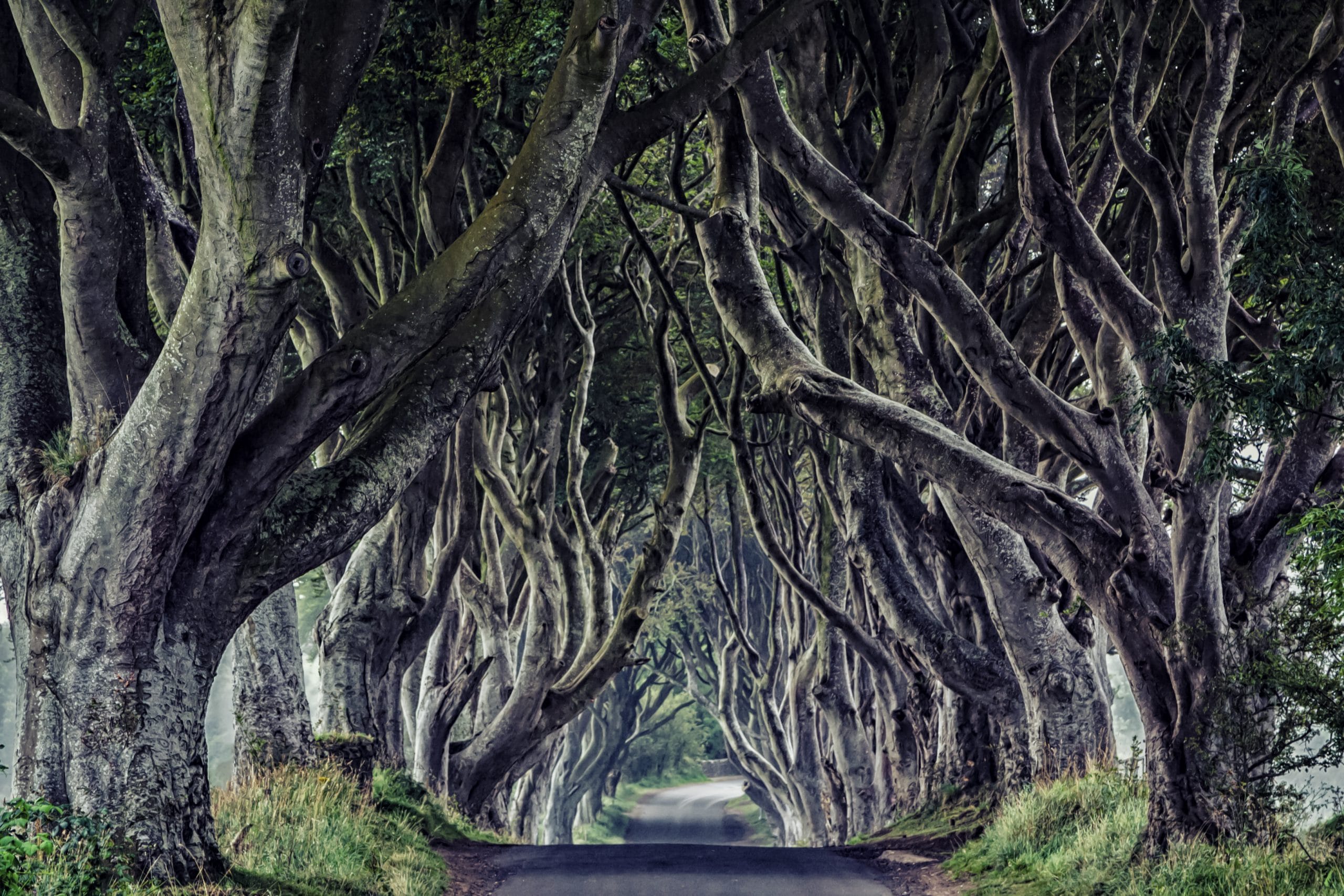 game of thrones dark hedges kingsroad