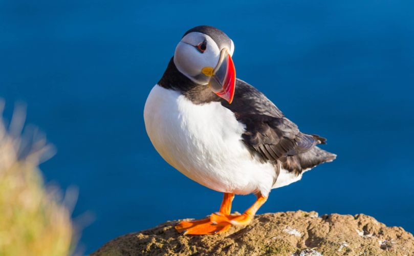 Papageientaucher auf einer grasbewachsenen Klippe