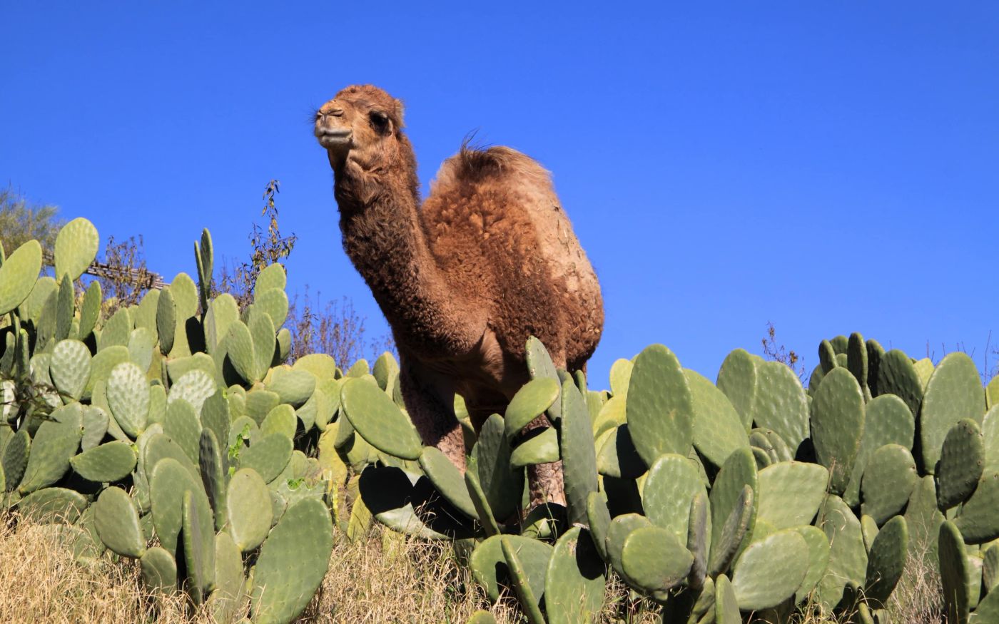 Ein Kamel im Kaktusfeld einer Oase