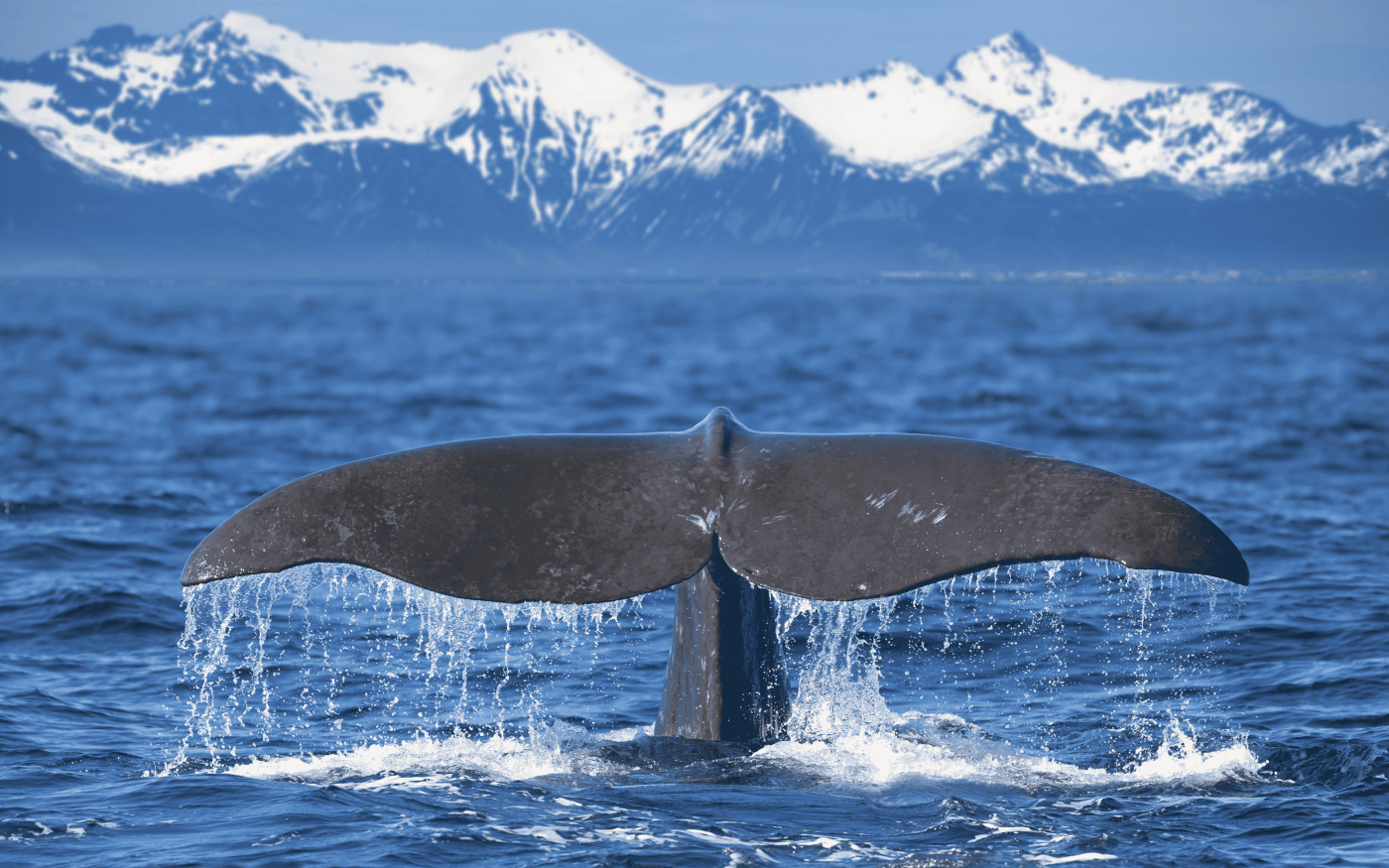 Whale Watching in Norwegen