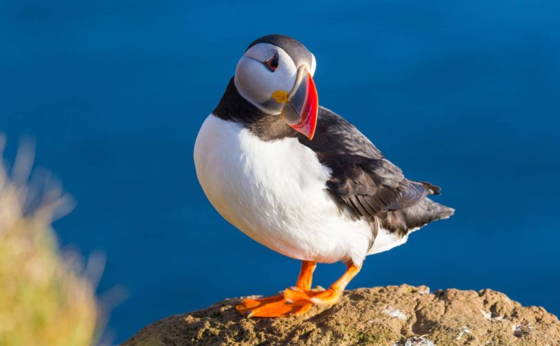 Papageientaucher auf einer grasbewachsenen Klippe