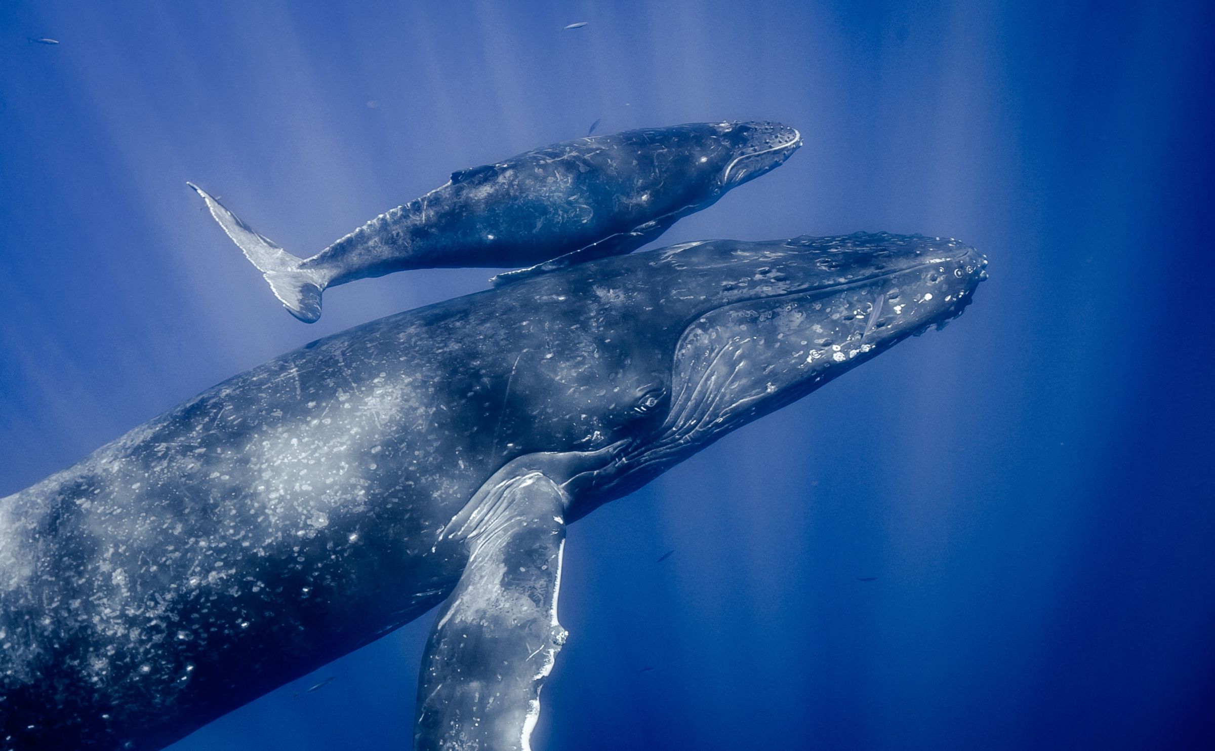 Buckelwal-Mutter und -Baby im warmen Wasser bei Hawaii