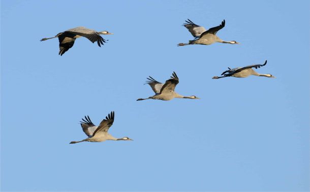 Auf der Vogelfluglinie von Hamburg nach Kopenhagen