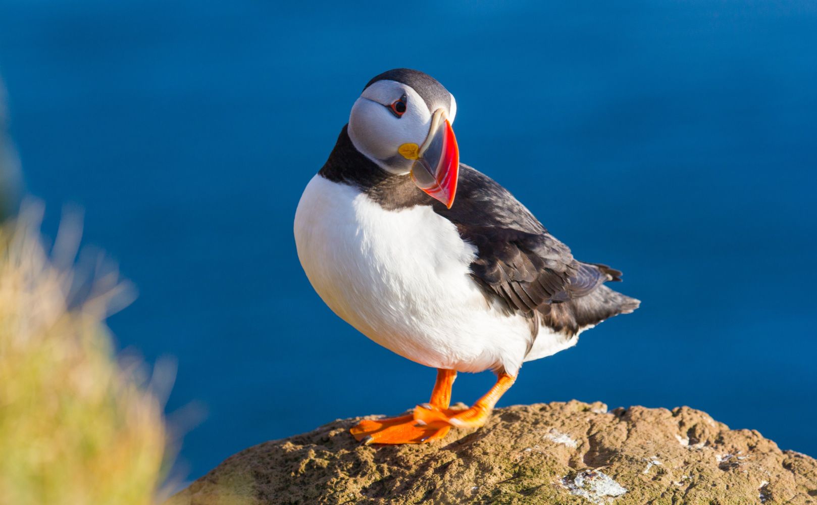 Papageientaucher auf einer grasbewachsenen Klippe