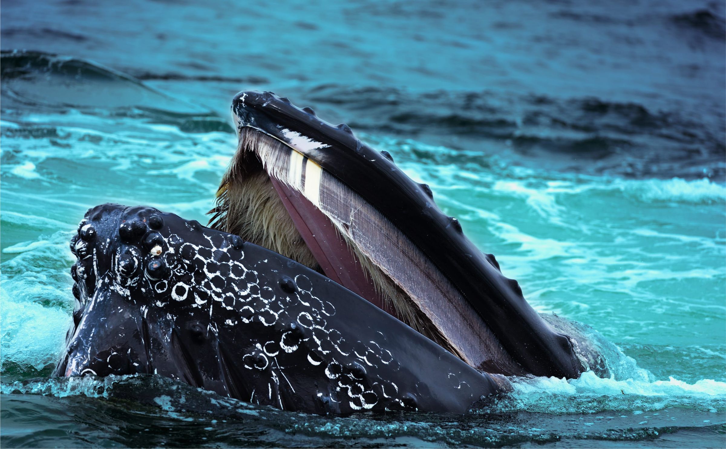 Bartenwale wie dieser Buckelwal filtern mithilfe der Barten die Nahrung aus dem Wasser