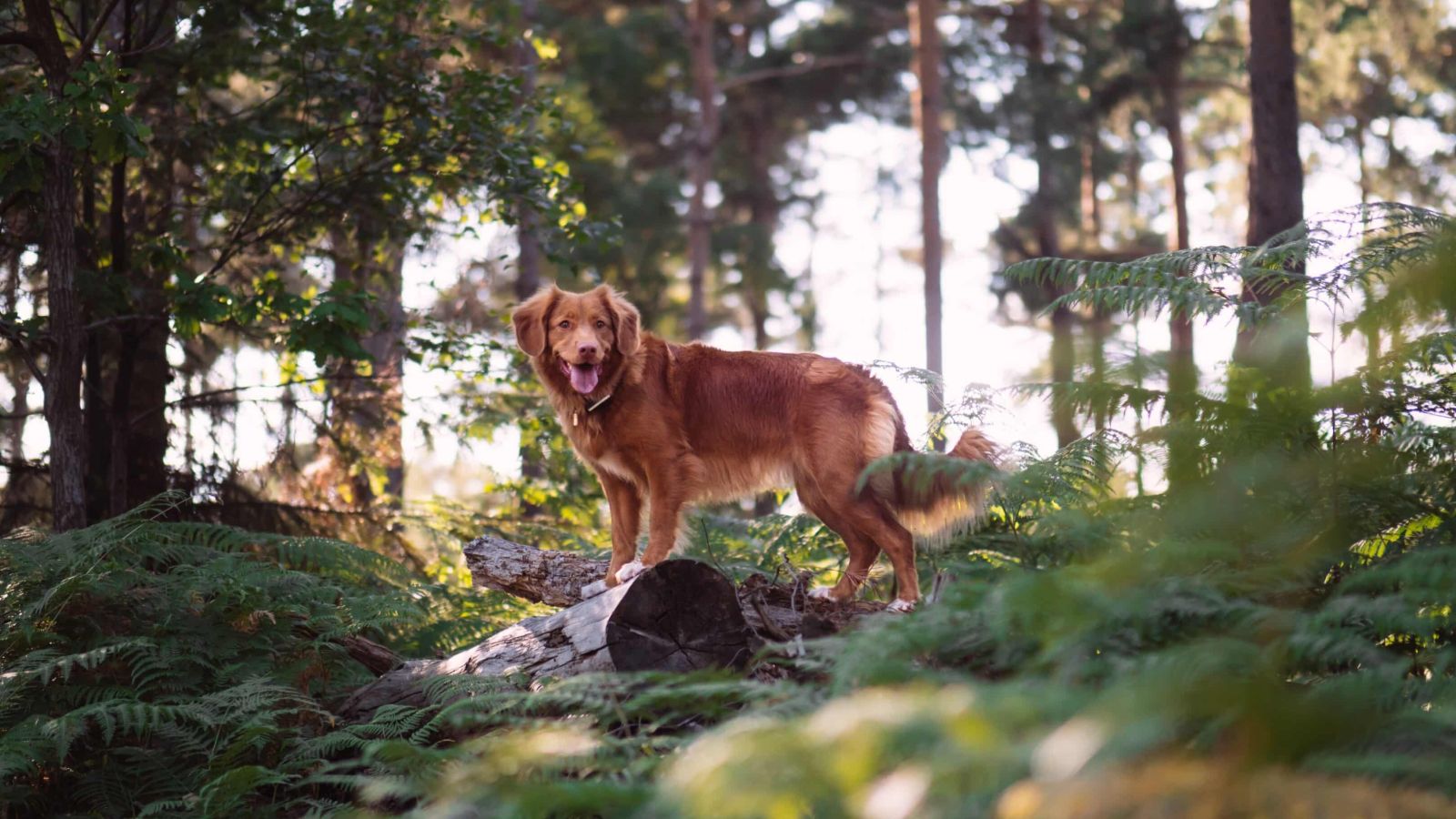 Unterwegs in der Natur