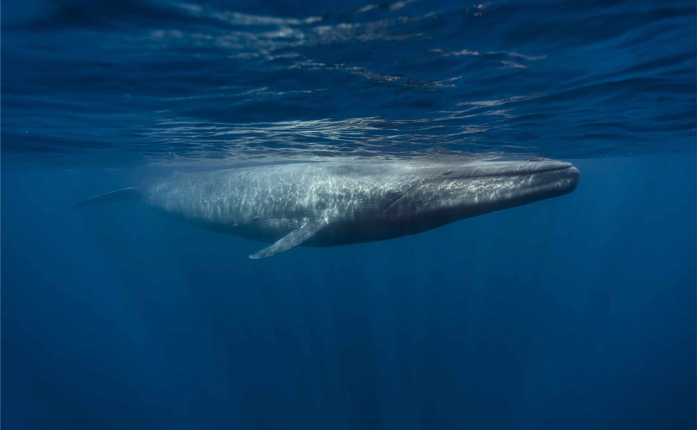 Blauwal (Balaenoptera musculus) unter Wasser