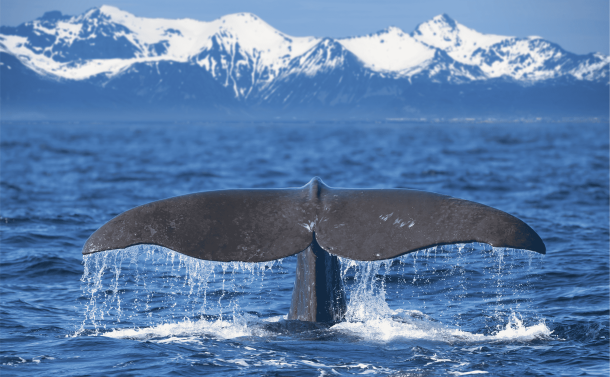 Wa(h)lheimat Weltmeere: Faszinierende Fakten über Wale