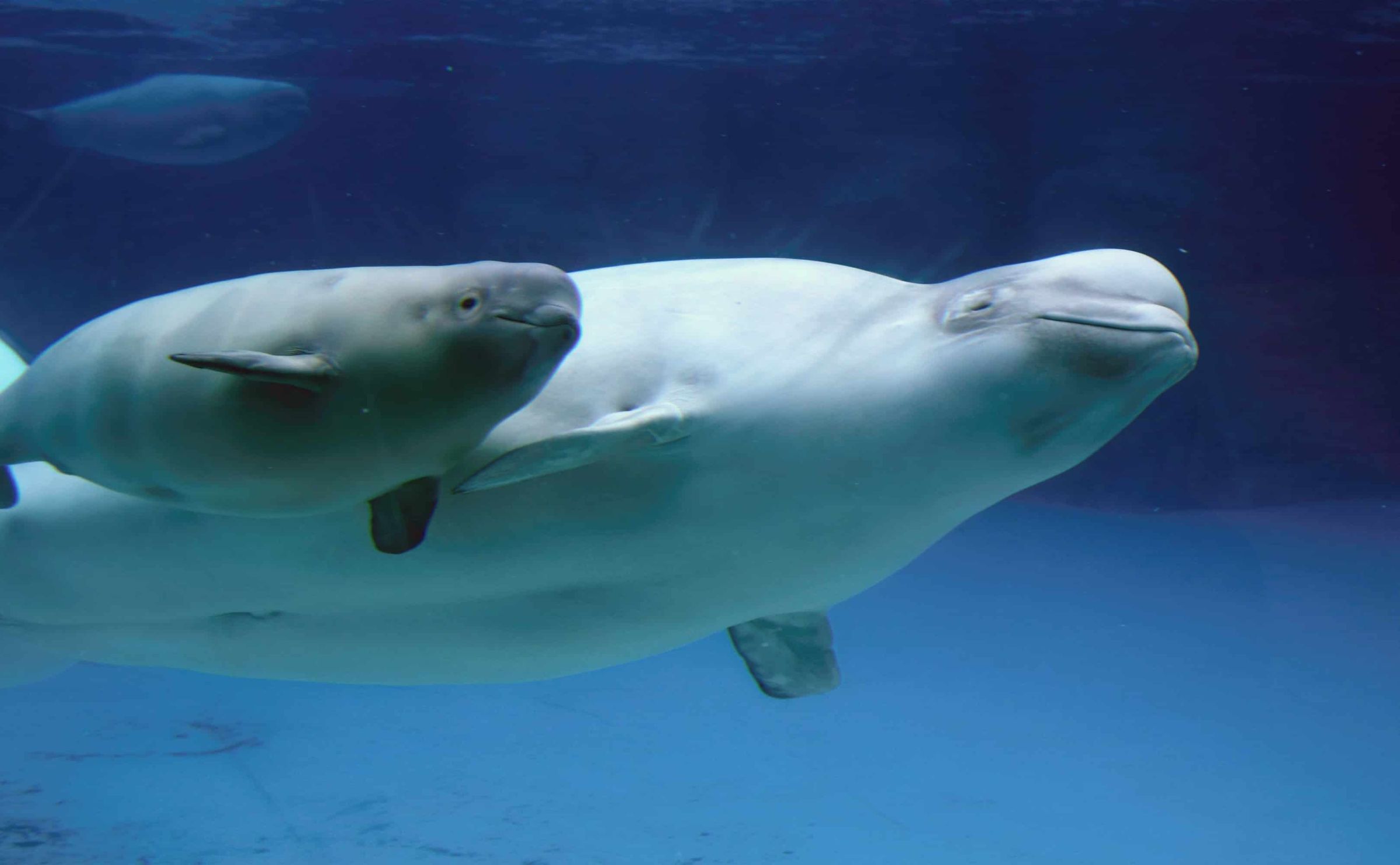 Beluga oder Weißwal mit Kalb