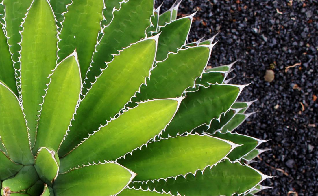 Agave in schwarzer Vulkanerde