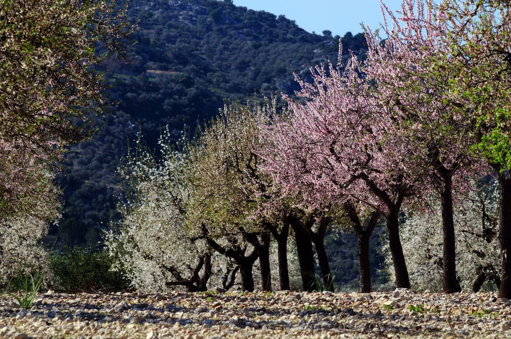 Mandelblüte Mallorca